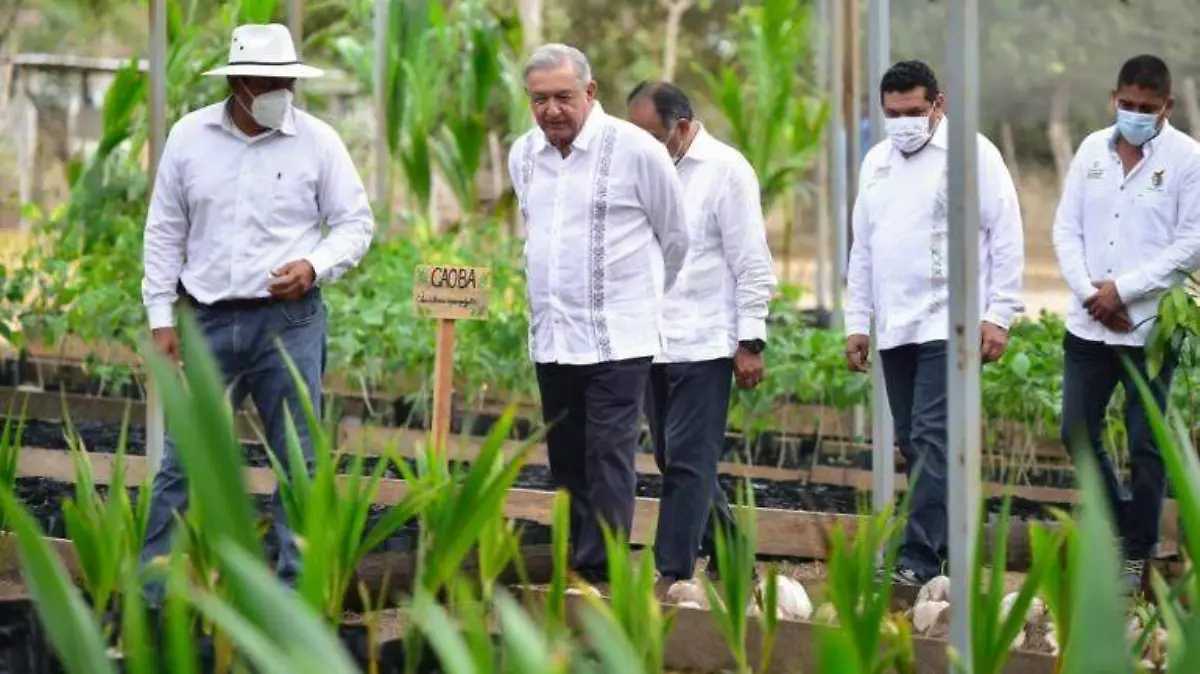 sembrando vida amlo